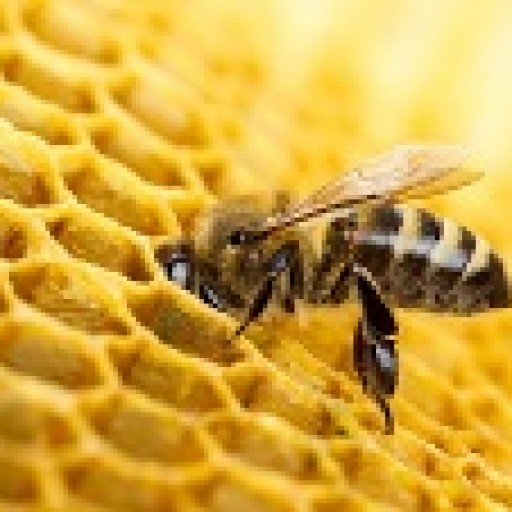 Europejska inicjatywa obywatelska na rzecz pszczół