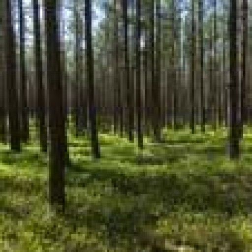 Zdrowe lasy