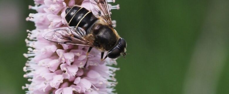 „Ratujmy pszczoły i rolników!”: